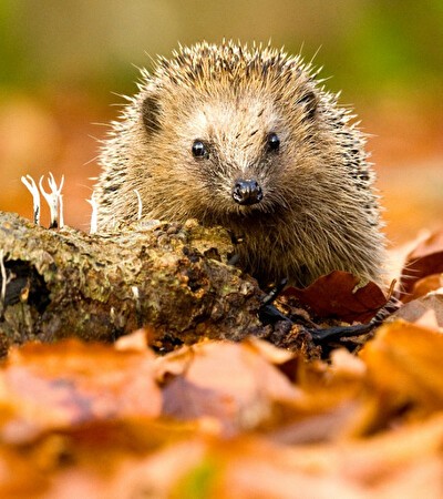 Herfst Deal
